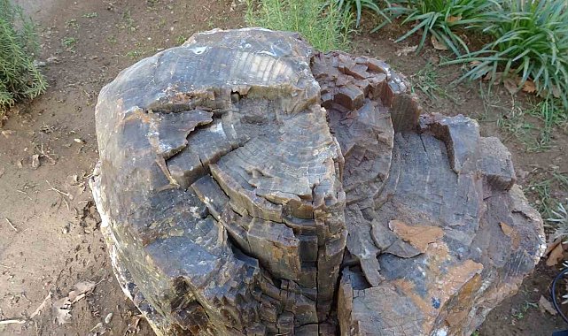 Uşak'ta 10-16 milyon yaşında ağaç fosili bulundu