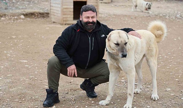 Uzmanı açıkladı: Anadolu Aslanı Kangallar, doğal Kurt savar