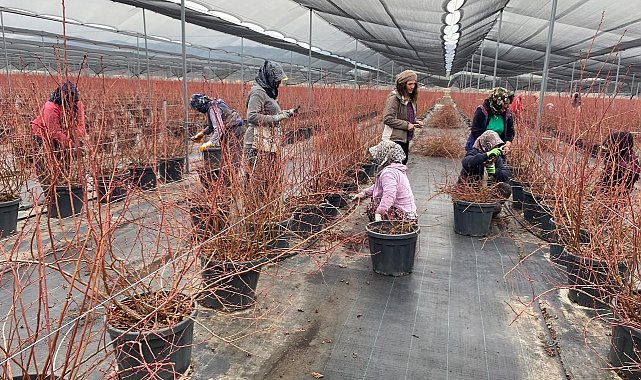 Yaban mersini kadınların yeni gelir kaynağı oldu