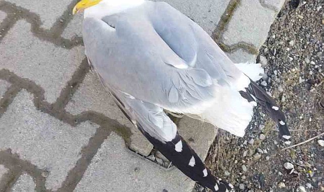 Yaralı martı tedavi altına alındı