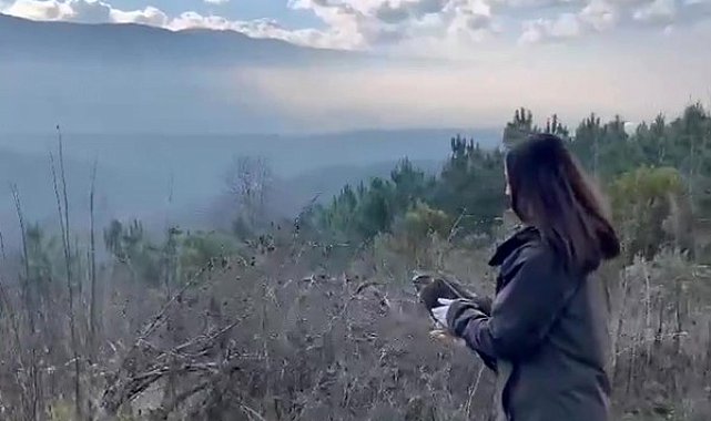 Yaralı şahin doğaya salındı