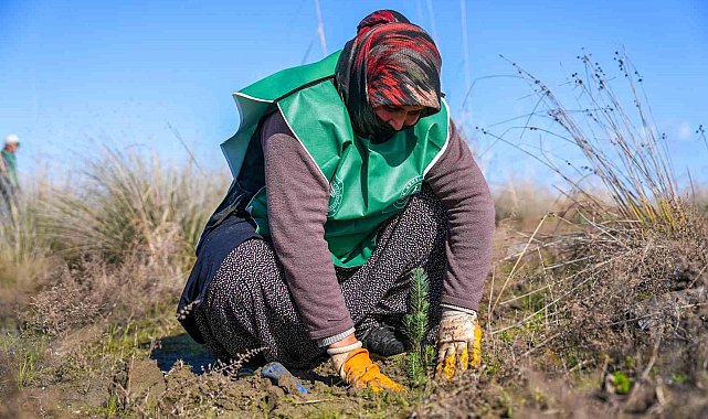 Yeşil deniz kaplumbağalarının yuvası çöl olmayacak
