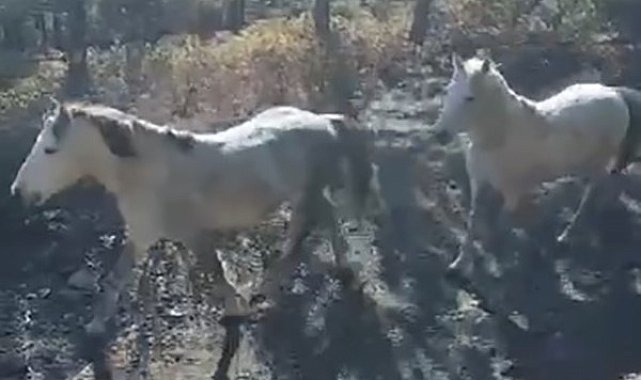 Yılkı atları doğaseverler tarafından görüntülendi