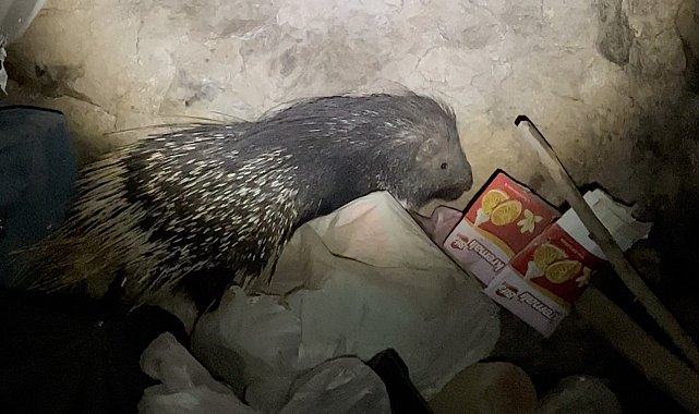 Yüksekova'da nesli tükenmekte olan Hint oklu kirpi görüntülendi