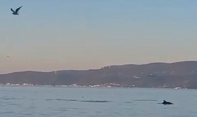 Yunus balıklarının dansı kamerada