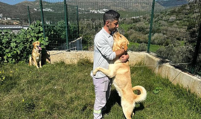 Zehirlendiği iddia edilen hayvanlar, belediye ekipleri tarafından kurtarıldı