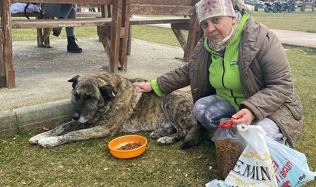 22 yıldır sokak hayvanlarını besliyor