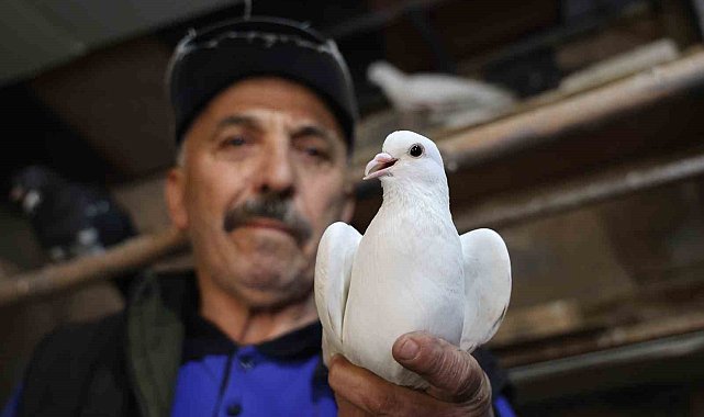 40 yıldır kumrularla çocuk gibi ilgileniyor