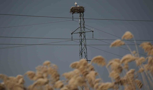 5 bin kilometre yol kat edip ata yurduna döndüler