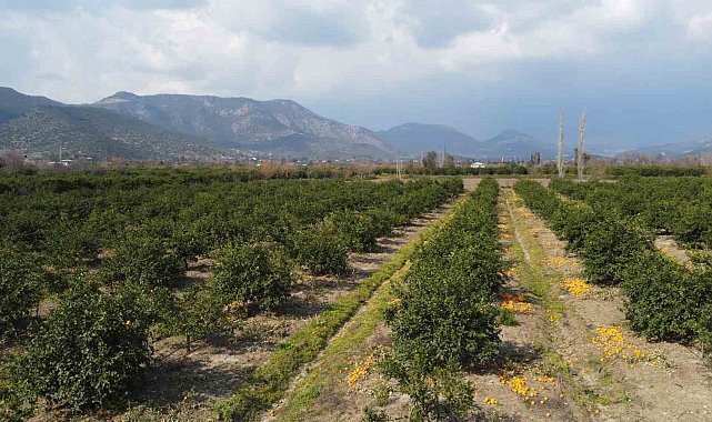 Adana'da para etmeyen narenciye bahçede kaldı