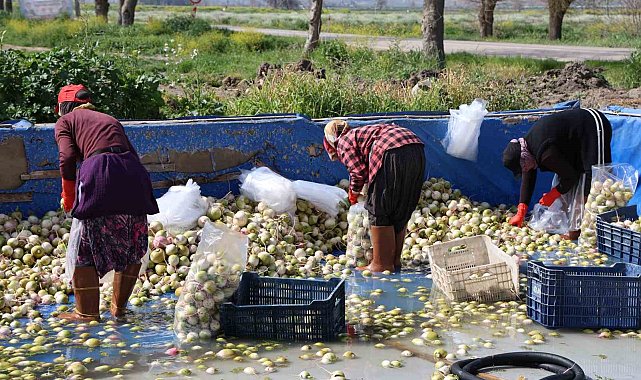 Adana'da yetişen turp, pırasa ve ıspanaklar deprem bölgesi Malatya'dan talep görüyor