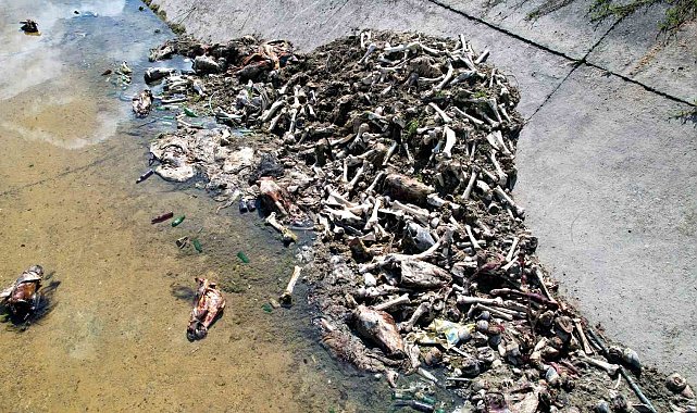 Adana'da yüzlerce at ve eşek eti kemiği bulundu