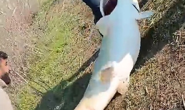 Adıyaman'da 70 kilogram ağırlığında turna balığı yakalandı
