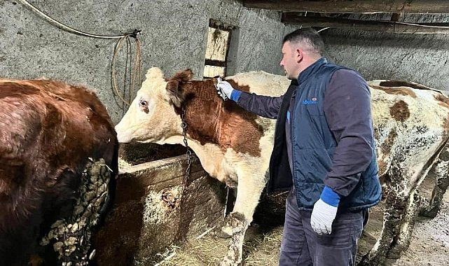 Afyonkarahisar'da hayvan hastalıklarıyla mücadele sürüyor