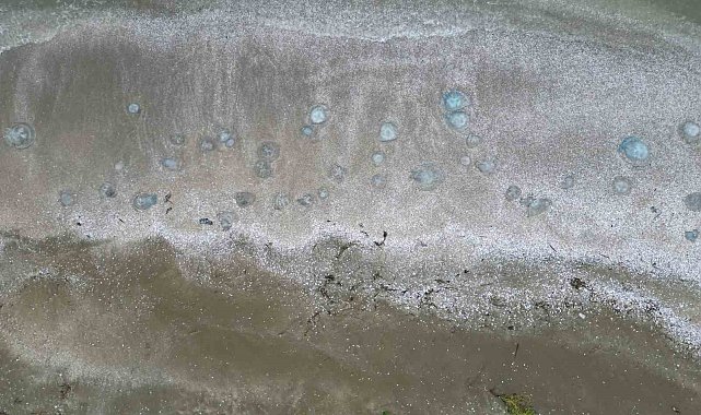 Akdeniz sahillerinde denizanası istilası devam ediyor, Burnaz sahili de denizanalarıyla kaplandı