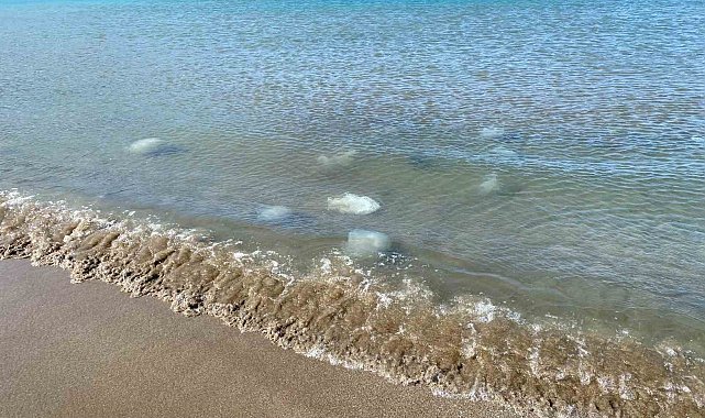 Akdeniz'in Hatay kıyılarında ölü denizanaları kıyıya vurdu