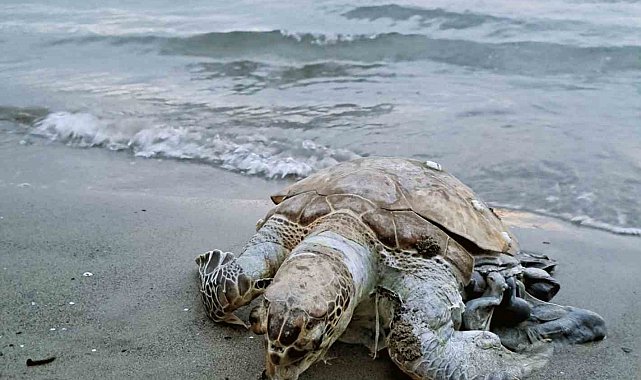 Akyaka sahiline ölü Deniz Kaplumbağası vurdu