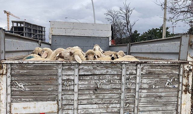 Ankara'da küçükbaş hayvan yüklü kamyon devrildi: 1 yaralı