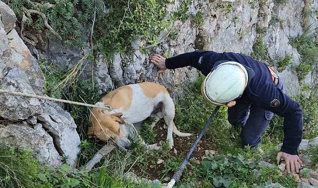 Antakya'da uçurumda mahsur kalan köpek kurtarıldı
