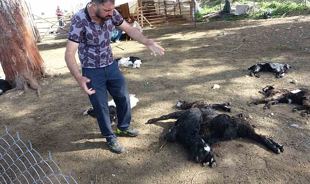 Antalya'da yasaklı cins köpekler ağıldaki 57 oğlağı telef etti