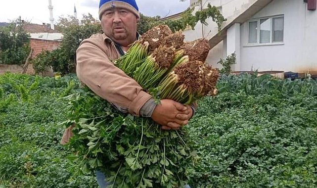 Atalık tohumla üretilen kerevizlere büyük ilgi