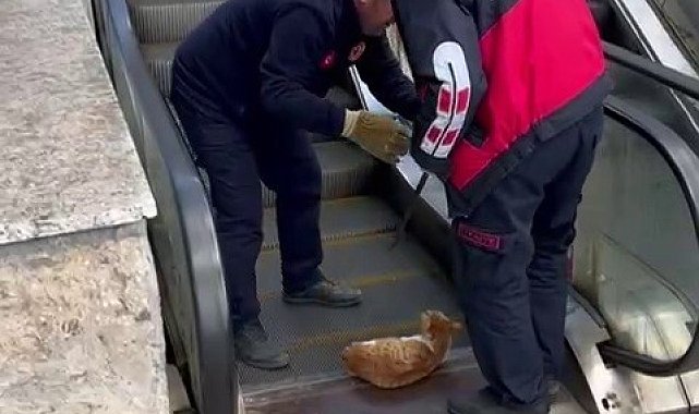 Ayağı yürüyen merdivene sıkışan kedi acı içerisinde yardım bekledi