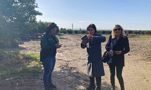 Aydın'da narenciye bahçeleri tuzaklandı