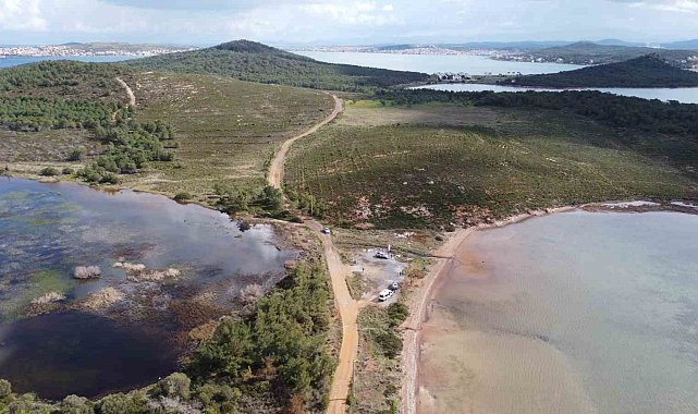 Ayvalık'ta yangınlar ile siyaha dönen ormanlar tekrar yeşiline kavuşuyor