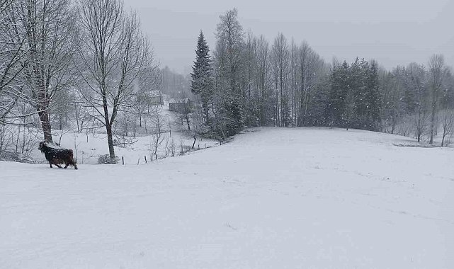 Bahar ayında Sakarya'nın yüksek kesimlerinde lapa lapa kar yağıyor