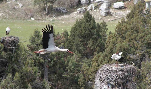 Bahar geldi, ardıç ağaçlarının üzerindeki yuvalar leyleklerle şenlendi