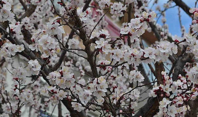 Baharın müjdecisi kayısı ve erik çiçekleri bu yıl mevsiminde açtı