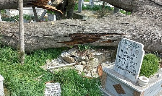 Bakımsızlıktan yıkılan ağaçlar mezarlara zarar verdi