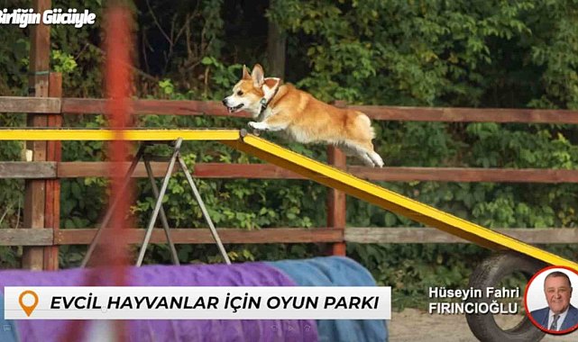 Bartın'da sokak hayvanları için yuva evcil hayvanlar için oyun parkı yapılacak