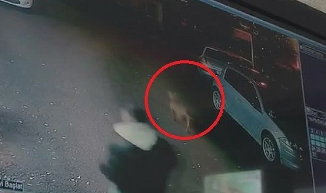 Başıboş köpekler 2 çocuğu ısırdı..