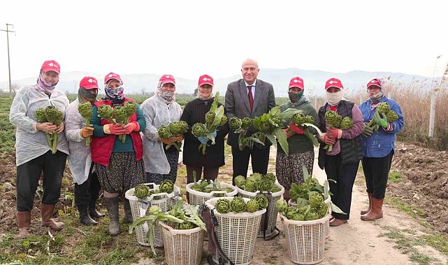Başkan Atay&#039;dan enginar, kuşkonmaz ve şevketi bostan hasadı