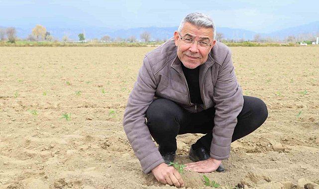 Başkan Güler, tarım işçileriyle domates fidesi dikti