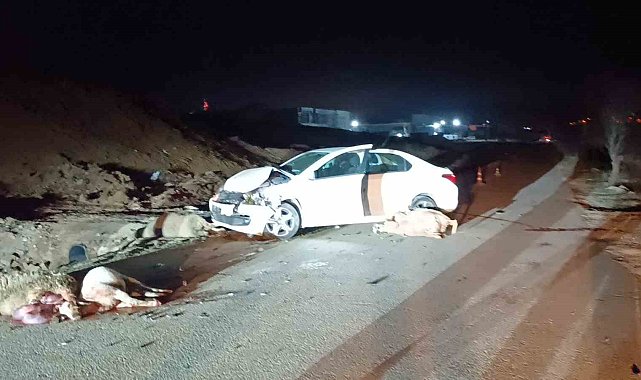 Bilecik'te otomobil koyun sürüsüne çarptı, 1 kişi yaralandı
