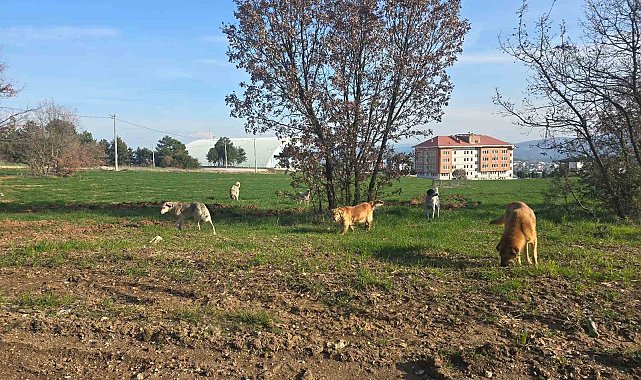 Bilecik'te vatandaşlar sürü halindeki köpeklerden tedirgin