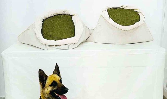Bingöl'de 45 kilo esrar ele geçirildi