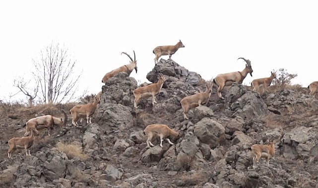 Bingöl'de dağ keçisi sürüsü doğal ortamında görüntülendi