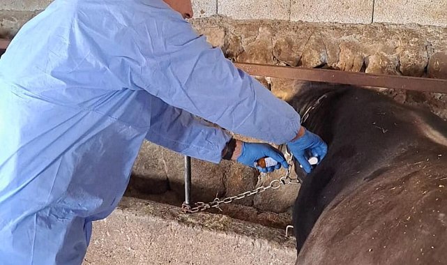 Bitlis'te şap aşısı devam ediyor