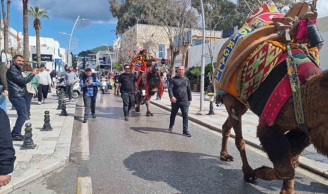 Bodrum'da hafta sonu arenada güreşecek develer meydana indi