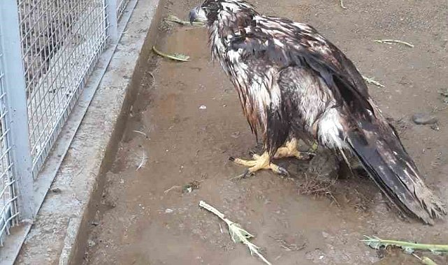 Bolu'da ampute edilen Şah Kartal'a, Sakarya'da özenle bakılacak