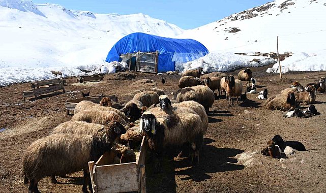 Bu yıl yüzlerce koyun ikiz doğurdu