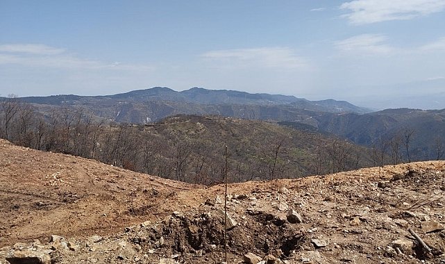 Buharkent'te dikimi yapılan incir ve kestane fidanları incelendi