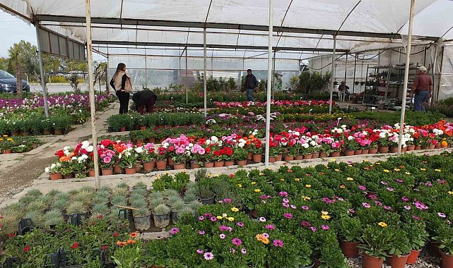 Burhaniye' de çiçek satışları arttı