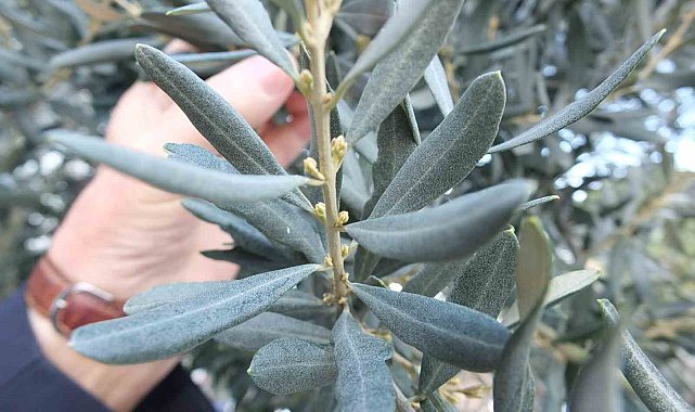 Burhaniye'de son yağışlar zeytincileri sevindirdi