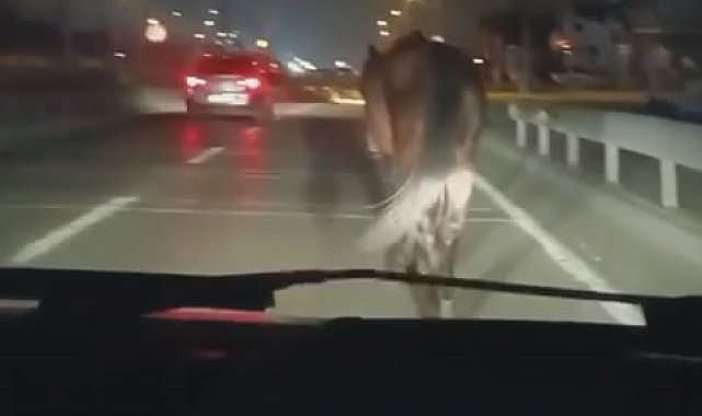 Bursa'da başıboş atlar tehlike saçtı