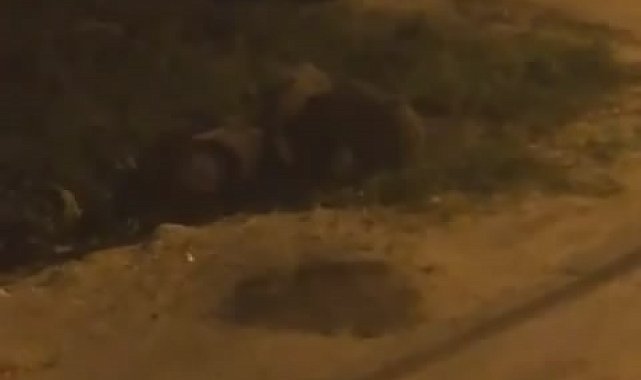 Bursa'da domuz sürüsü şehir merkezine indi