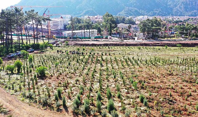 Büyük orman yangınlarının ardından Marmaris küllerinden doğuyor